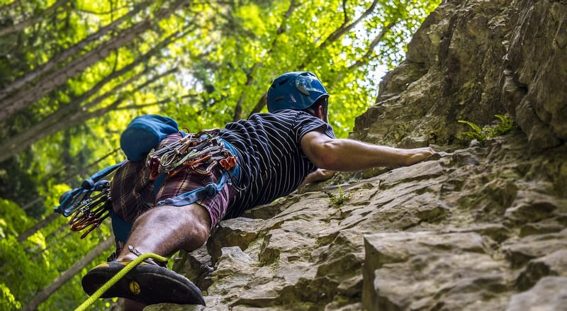 Climbing Plants