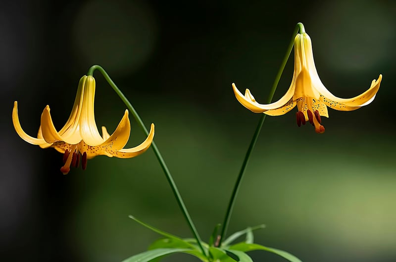 Native Plants