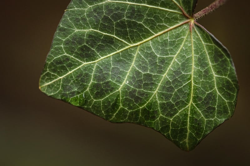 Pothos