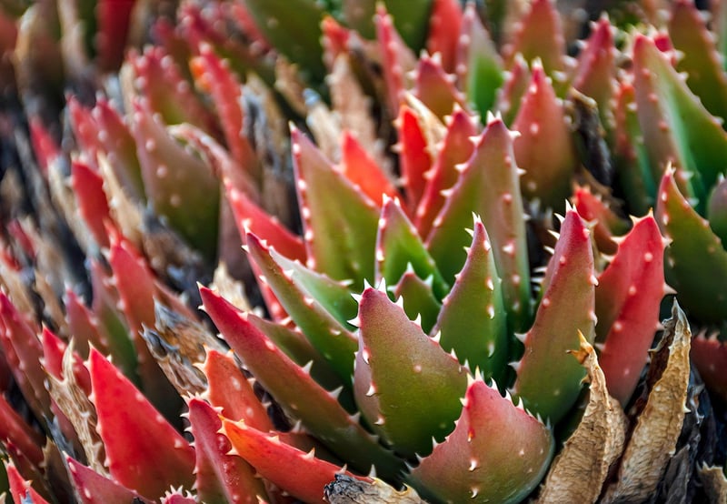 Indoor Plants